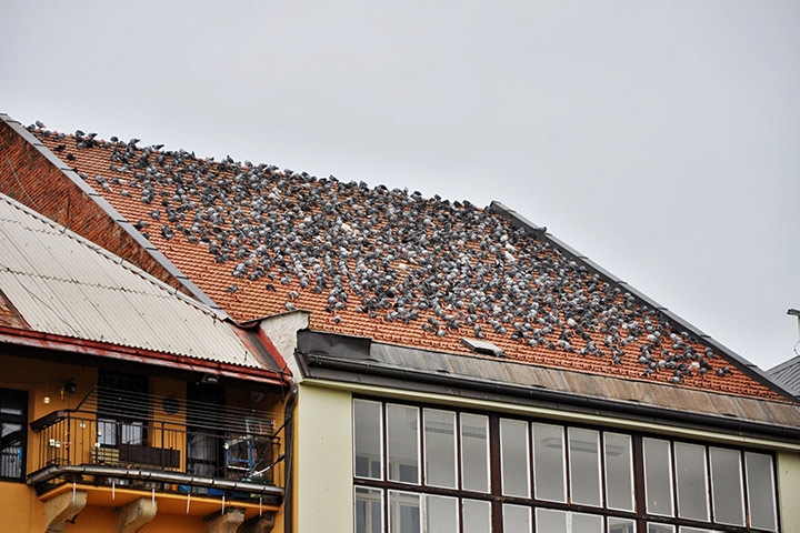 A2B Pest Control are able to install spikes to deter birds from roofs in Broughton Astley. 