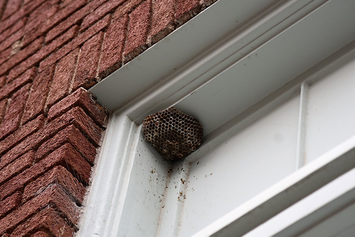 We provide a wasp nest removal service for domestic and commercial properties in Broughton Astley.